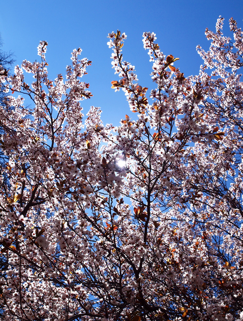 LA FLOR DE LOS ALMENDROS IV