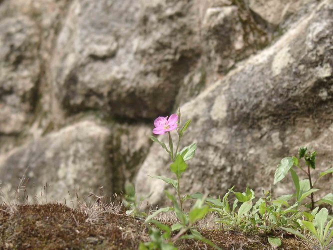 La flor de Machu Picchu