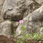 La flor de Machu Picchu