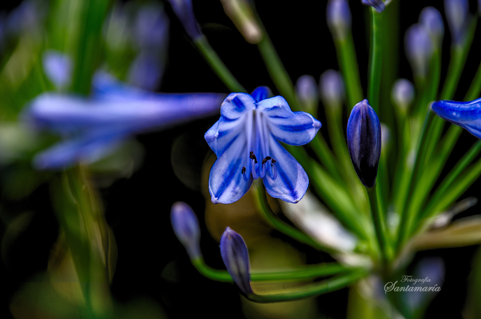 La flor de mi jardin