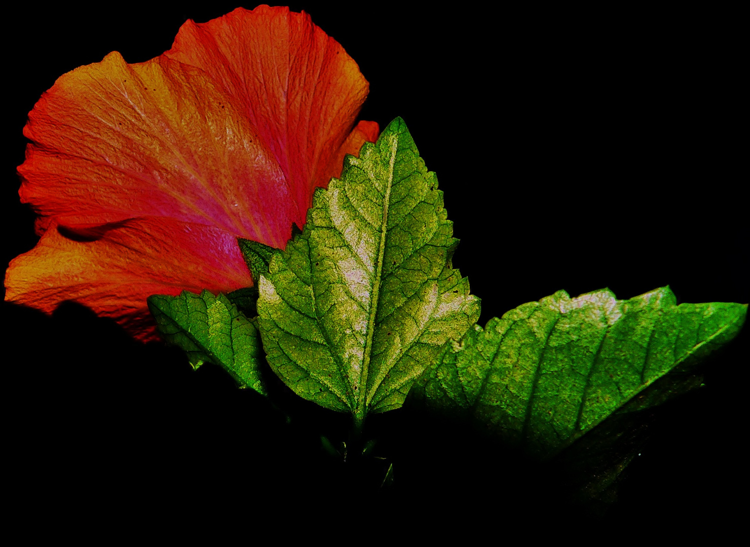 LA FLOR DE NOCHE.