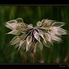 La Flor de Otoño