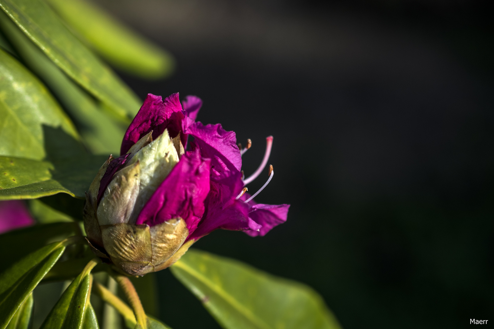 La flor de rododendro está abriendo