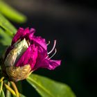 La flor de rododendro está abriendo