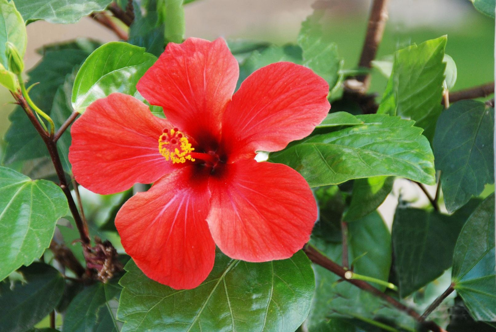 La flor de un dia