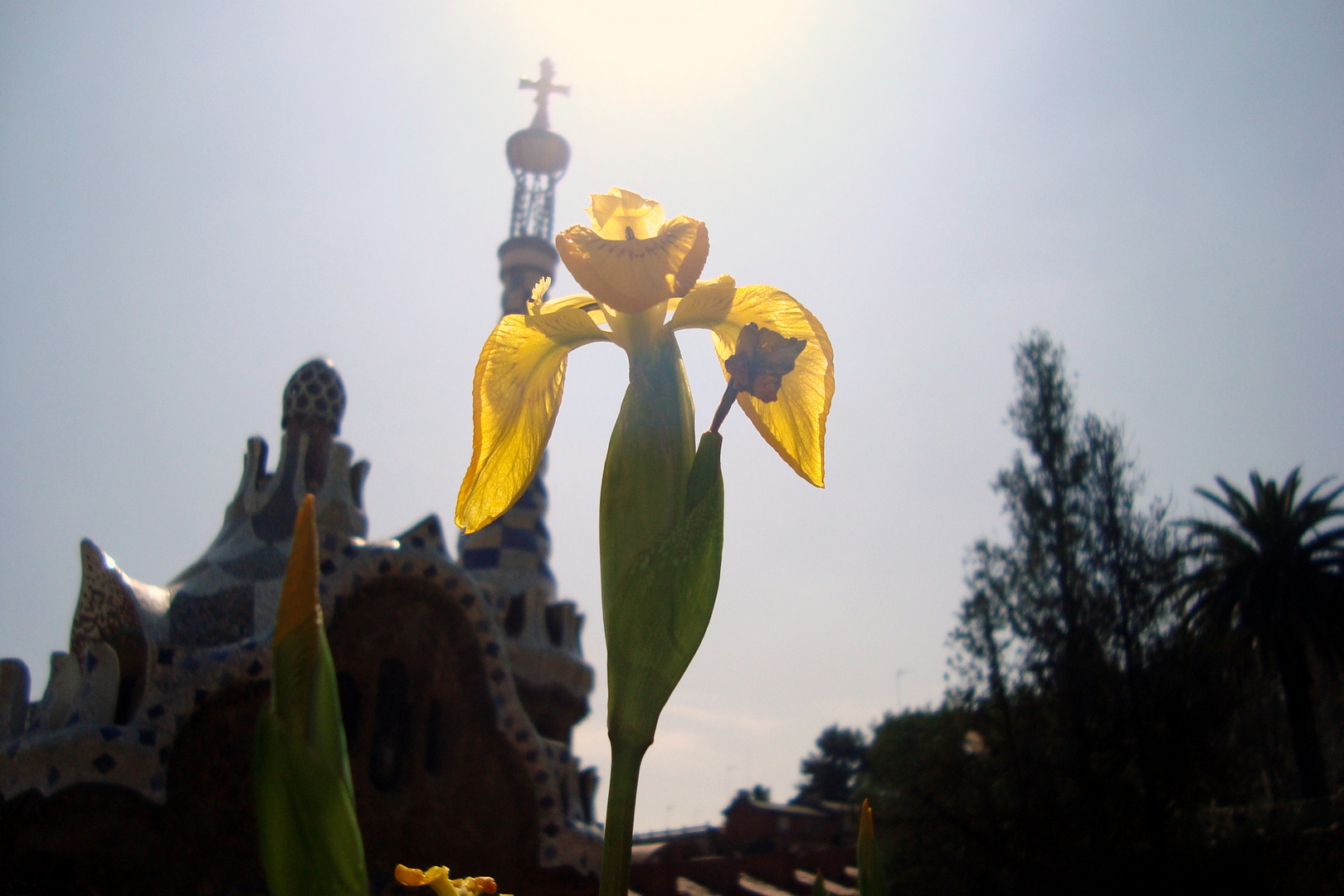 La flor de un maravilloso jardín de Gaudí