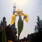 La flor de un maravilloso jardín de Gaudí