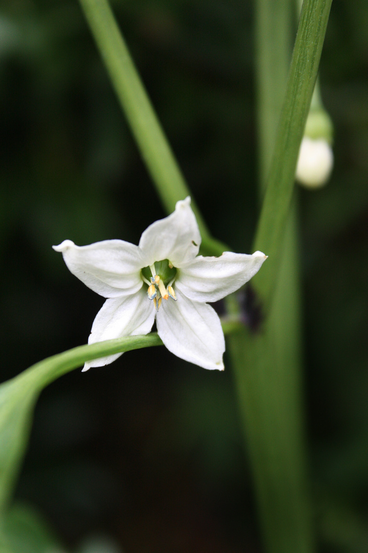 La flor del ají "cacho de cabra"