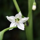 La flor del ají "cacho de cabra"