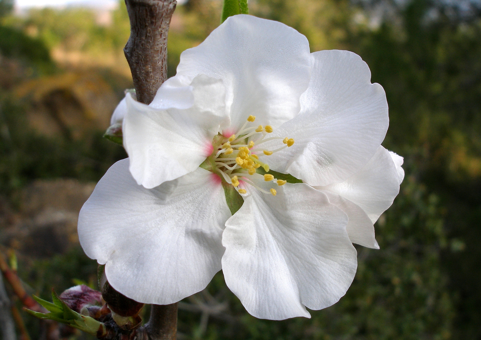 La flor del Almendro