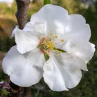 La flor del Almendro