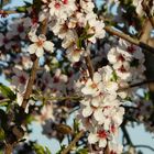 La flor del almendro