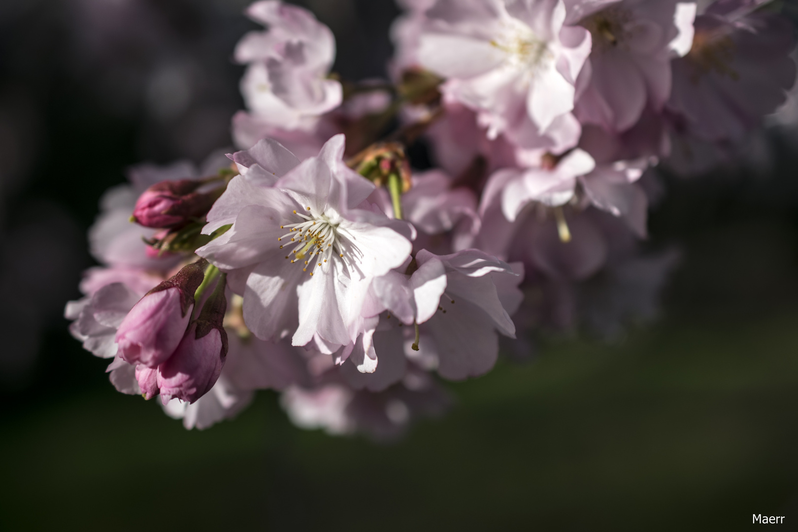 la flor del almendro