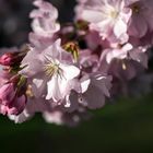 la flor del almendro