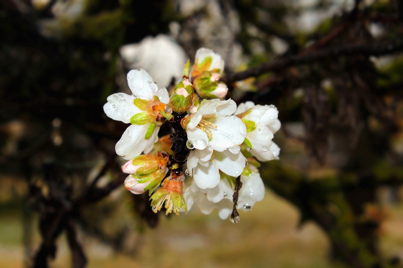 La flor del almendro