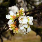 La flor del almendro