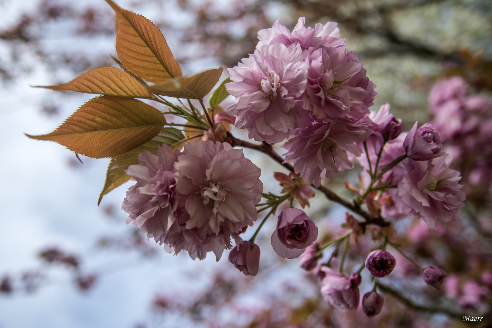 La flor del almendro