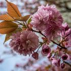 La flor del almendro