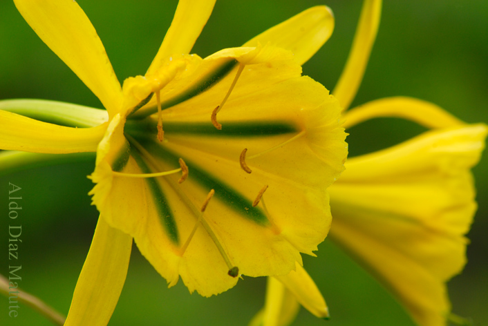 La Flor del Amancae