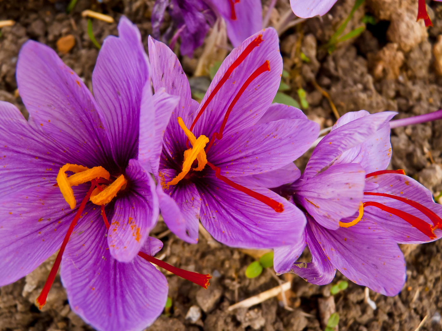 La flor del azafrán