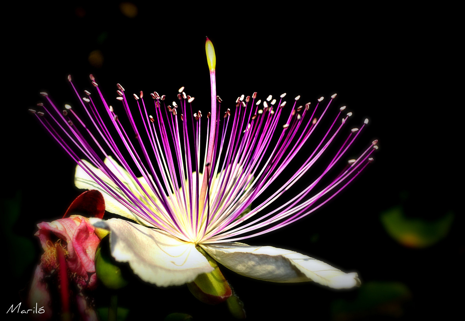 La flor del bon record