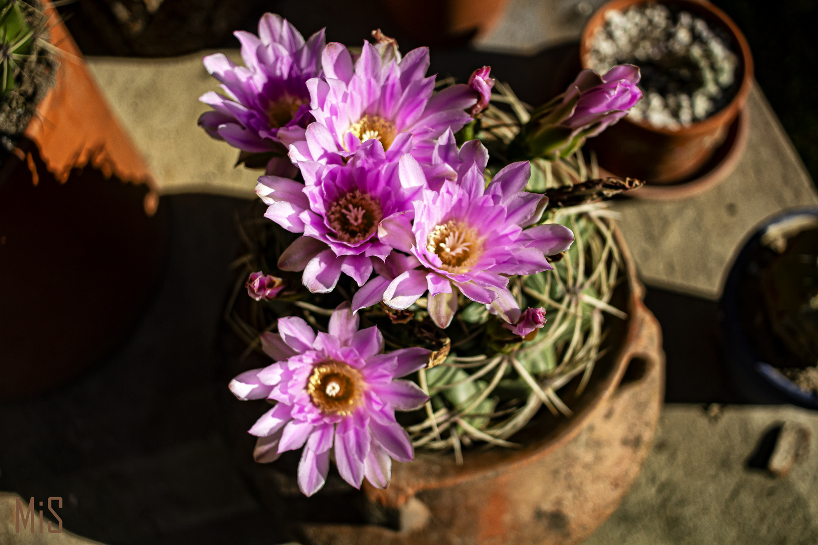 La flor del cactus