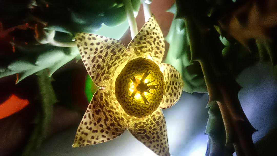 La flor del cactus con luz propia