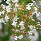 LA FLOR DEL CEDRON