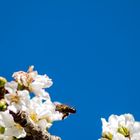 La flor del cerezo