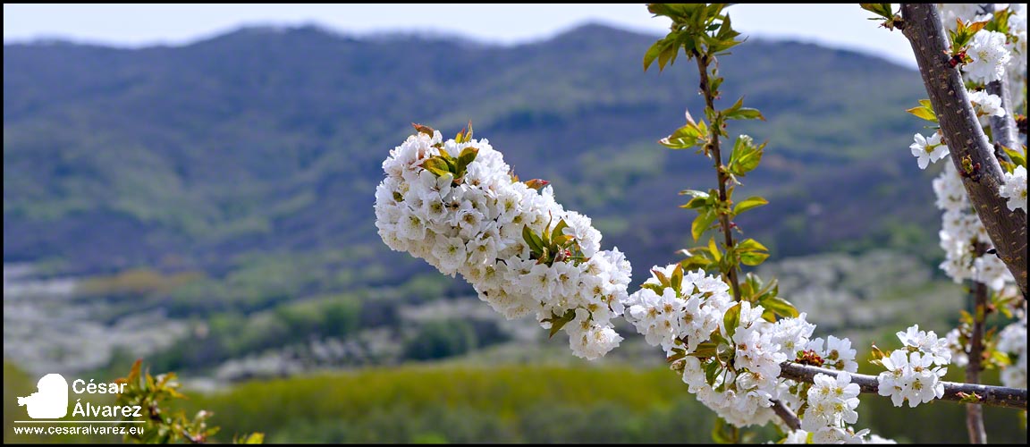 La flor del cerezo