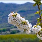 La flor del cerezo