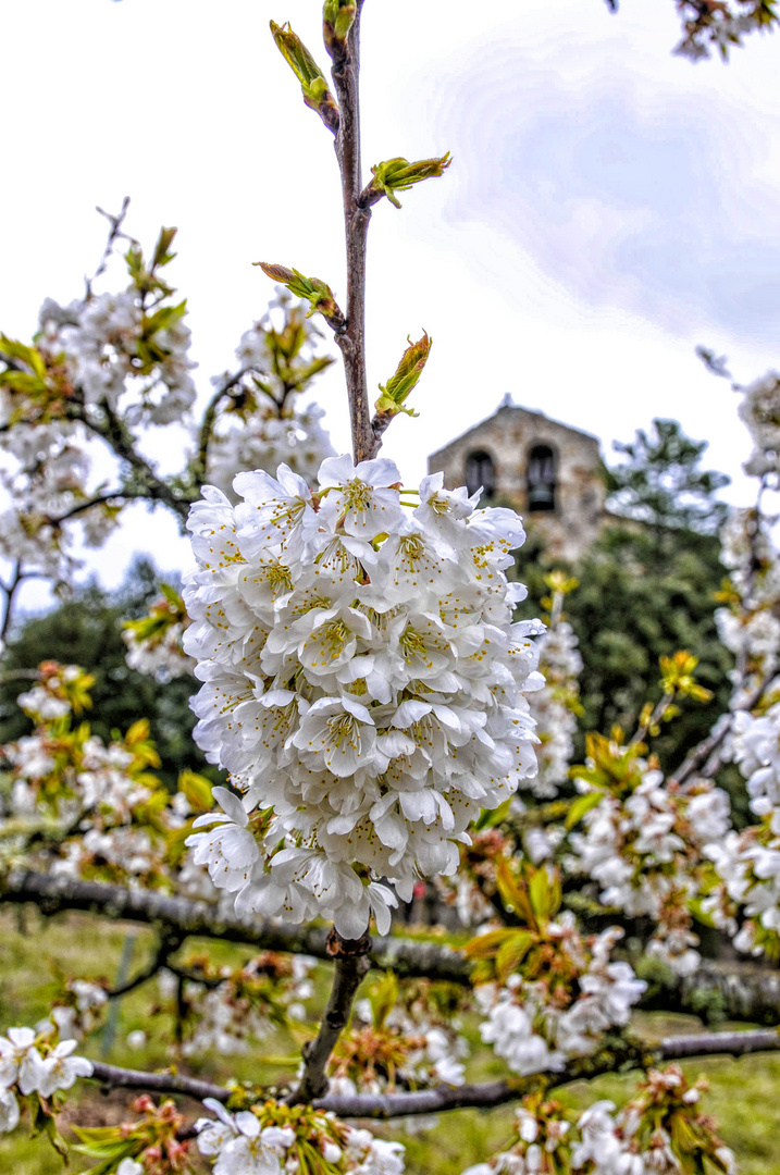 La flor del cerezo del valle de las Caderechas(Burgos)