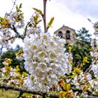 La flor del cerezo del valle de las Caderechas(Burgos)