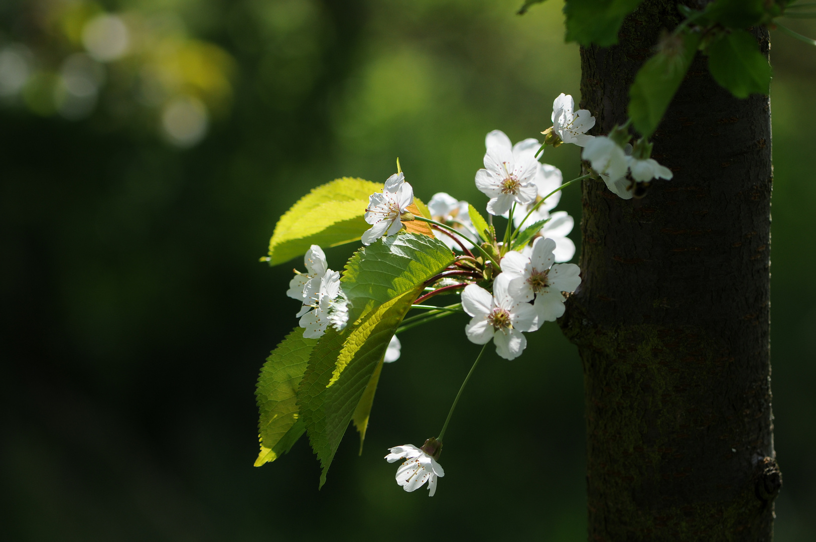 La flor del Cerezo en Burgos