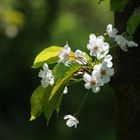 La flor del Cerezo en Burgos