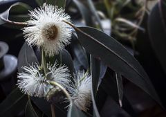 La flor del eucalipto