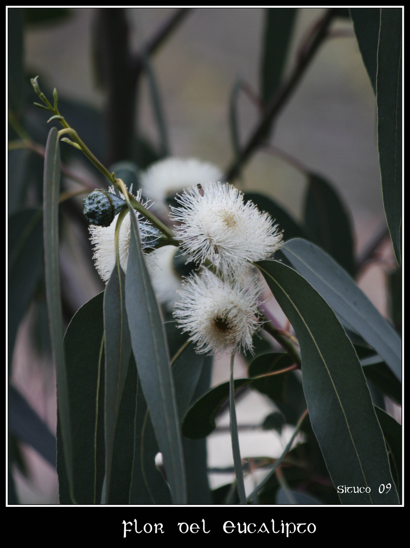 La flor del eucaliptus