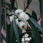 La flor del eucaliptus