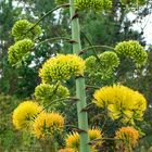 La flor del maguey