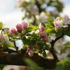 La flor del Manzano en Burgos