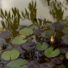 La flor del nenufar