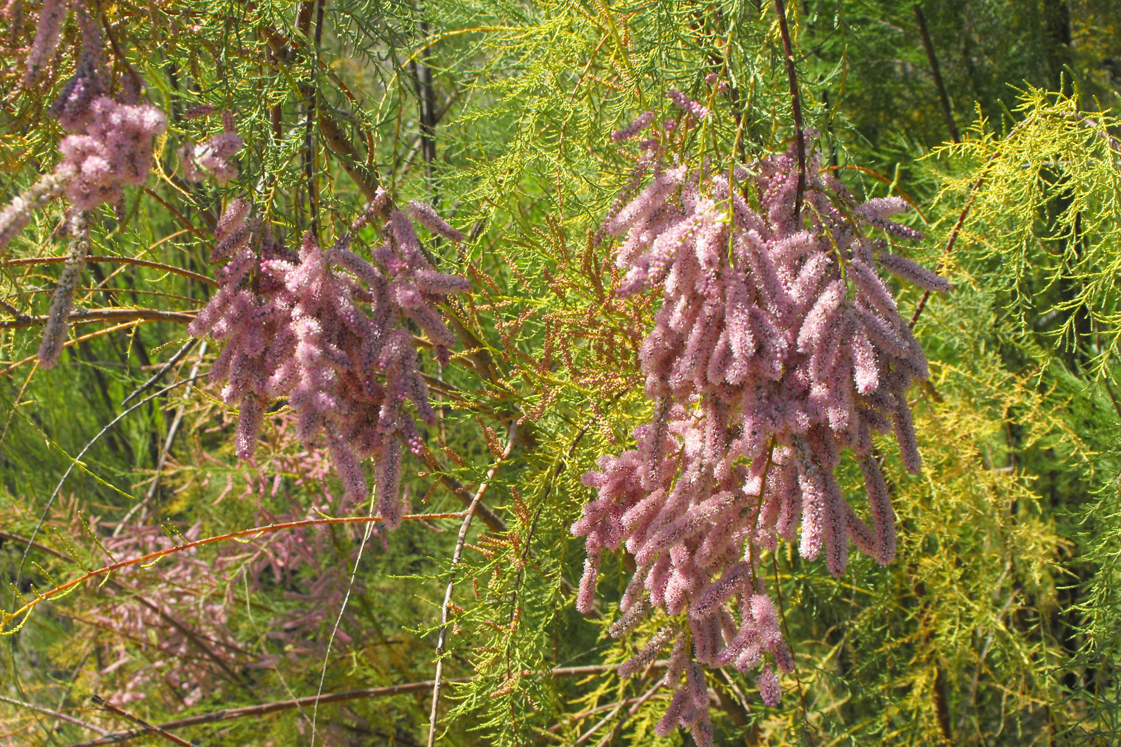 LA FLOR DEL PINO SALADO