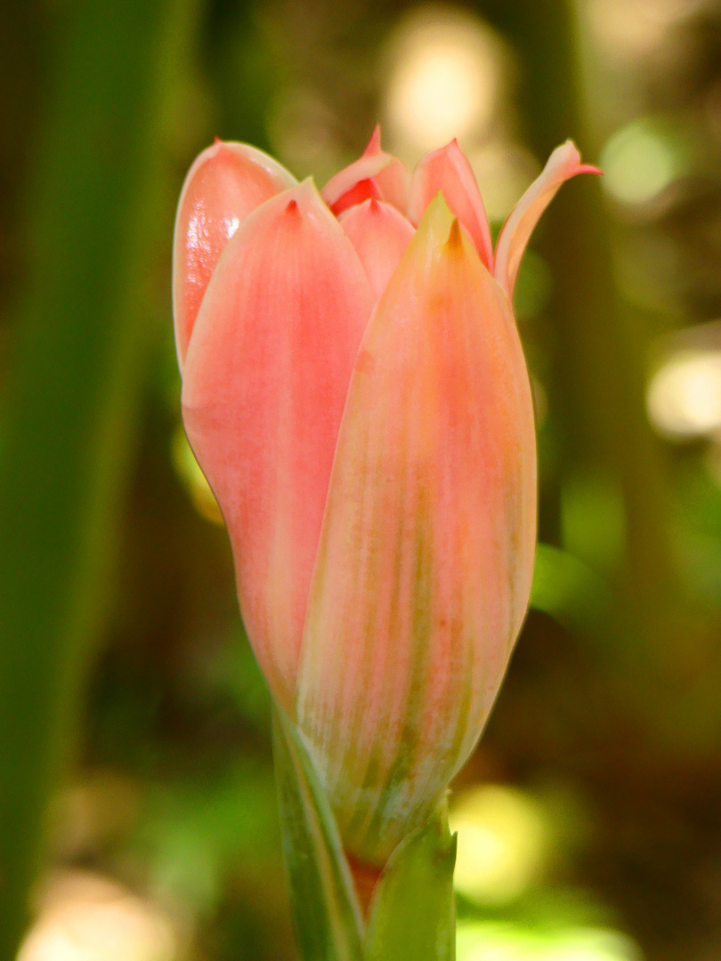 La flor del rey