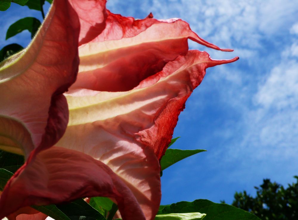 La flor del Sueño