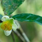 La Flor del Té