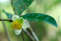 La Flor del Té