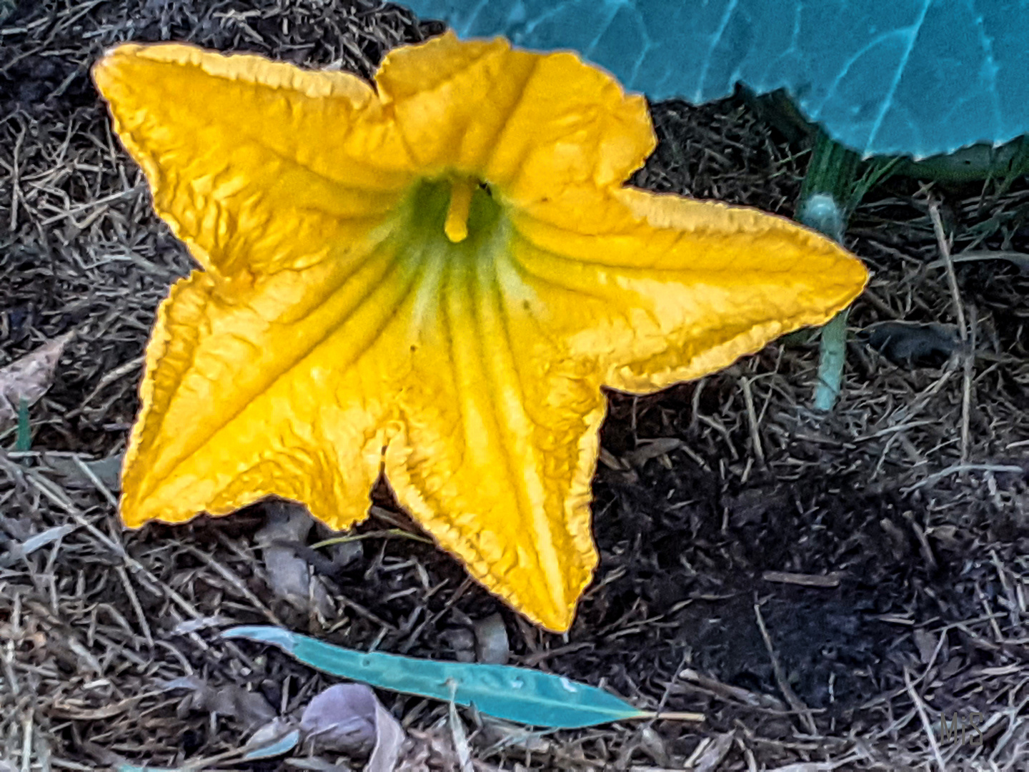 La flor del zapallo