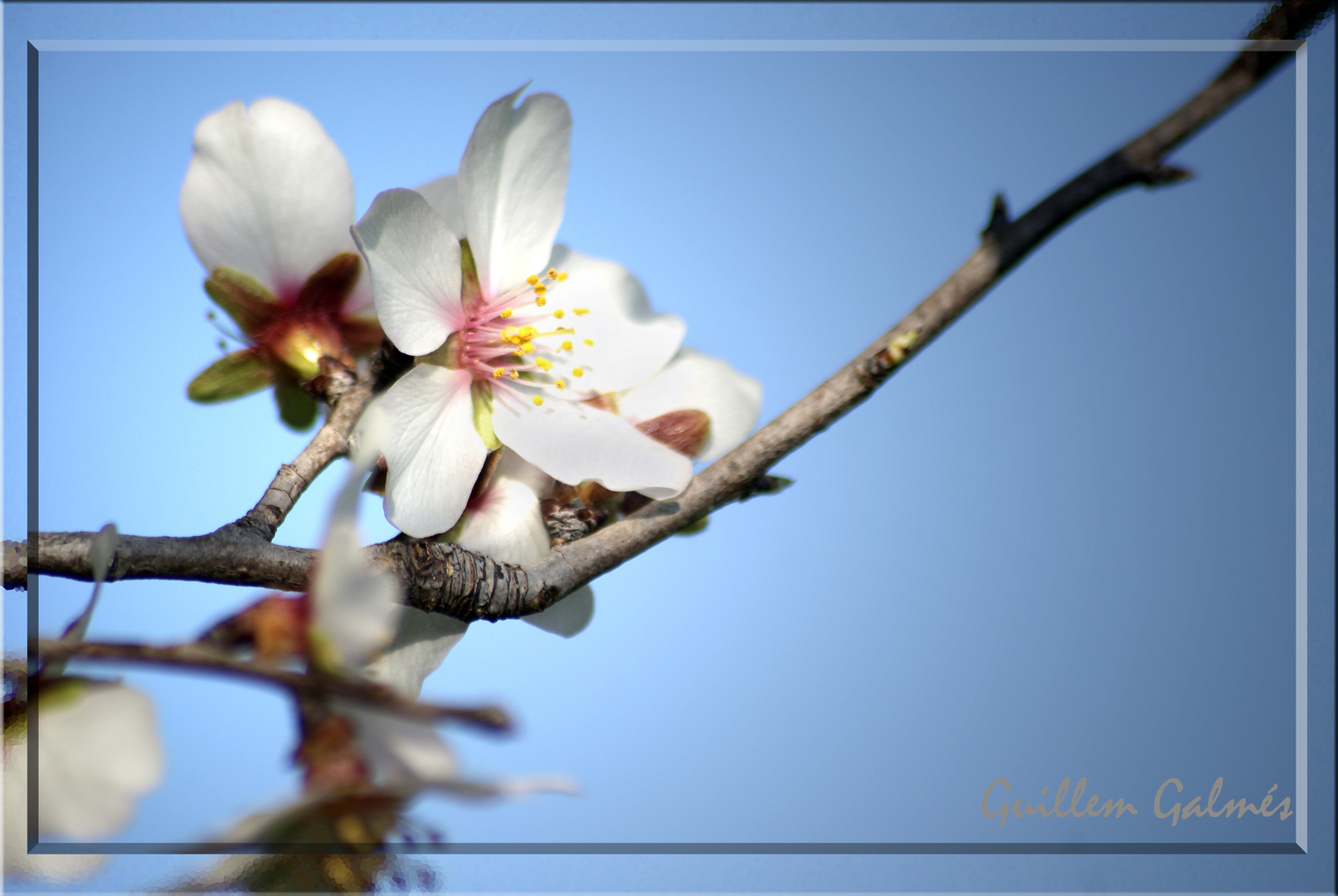 la Flor d'en Guillem