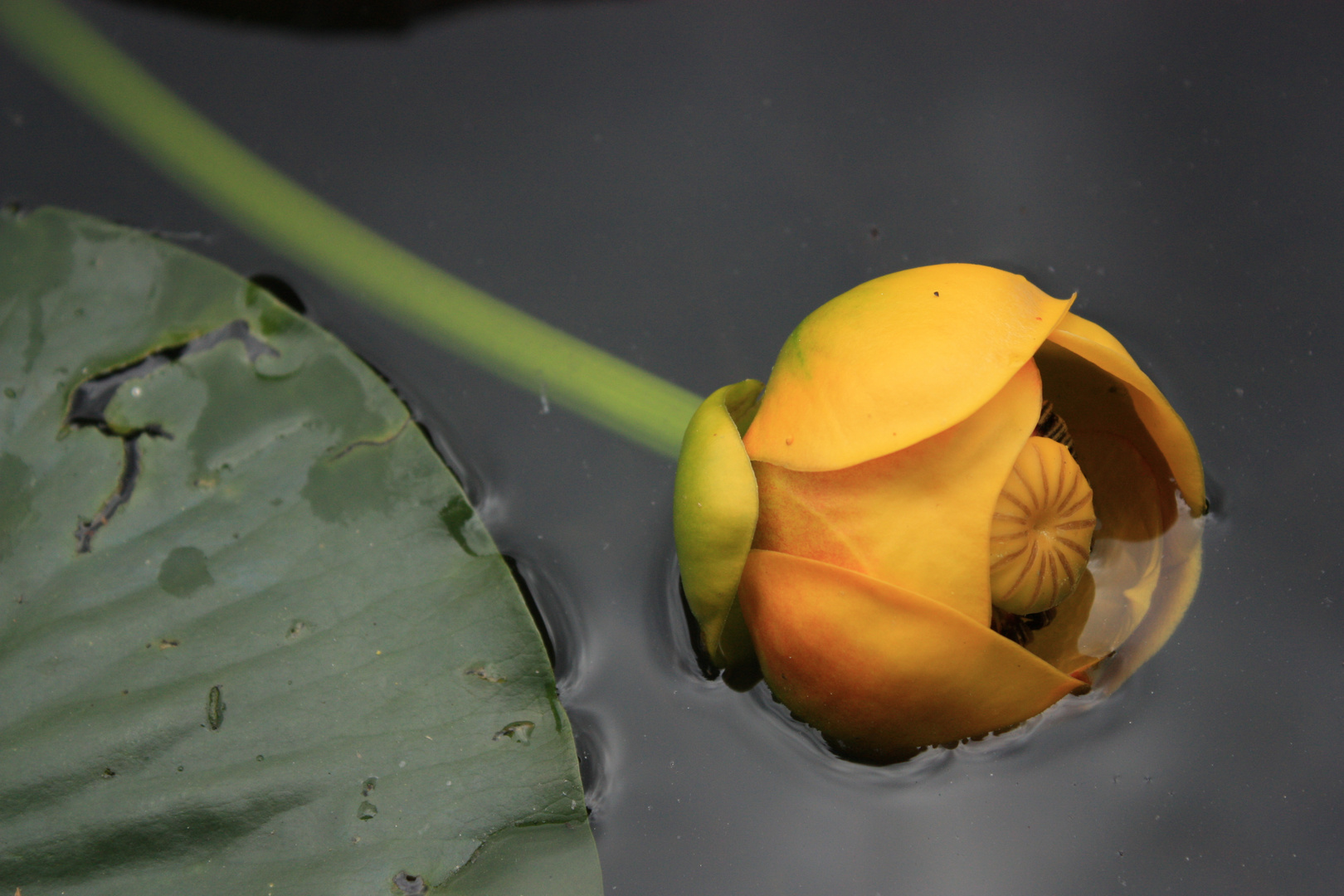 La flor en el pantano!