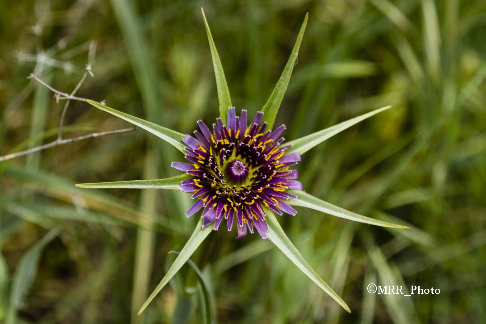 La flor espinada